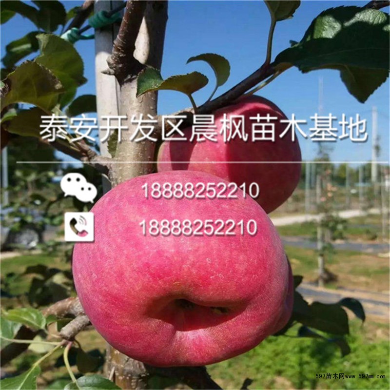 布瑞本苹果树苗出售基地 布瑞本苹果树苗出售基地