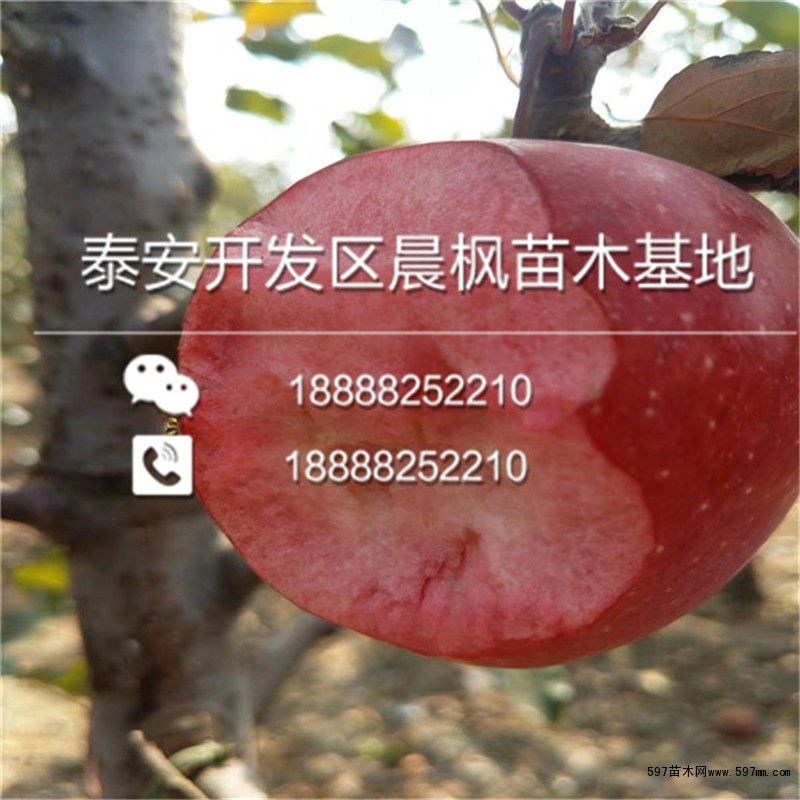 布瑞本苹果树苗出售基地 布瑞本苹果树苗出售基地