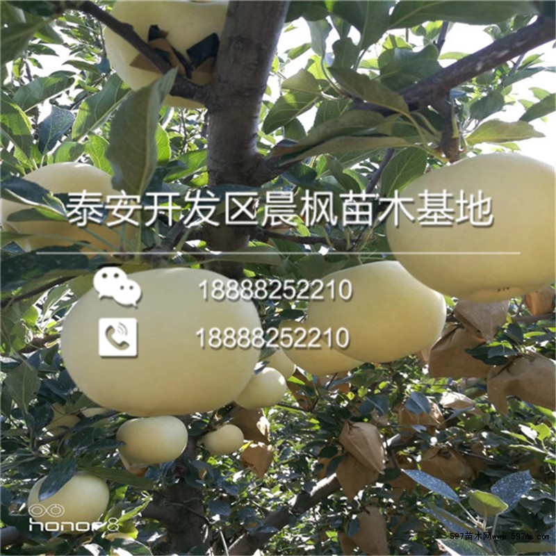 布瑞本苹果树苗出售基地 布瑞本苹果树苗出售基地