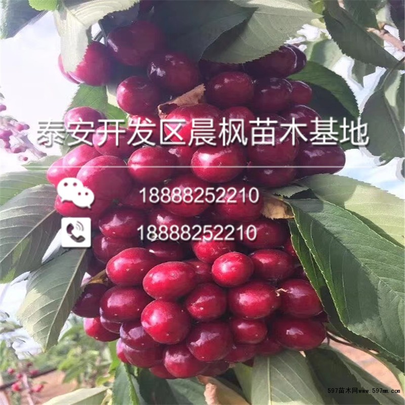 极佳樱桃树苗价格 极佳樱桃树苗价格