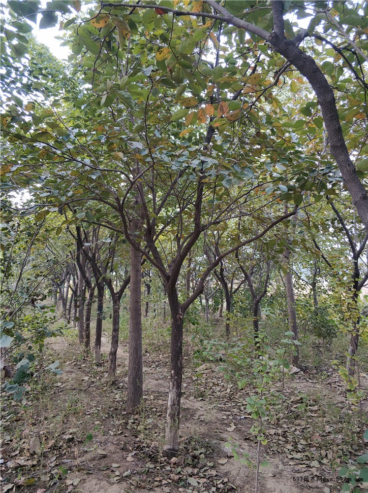 18年最新柿子树基地