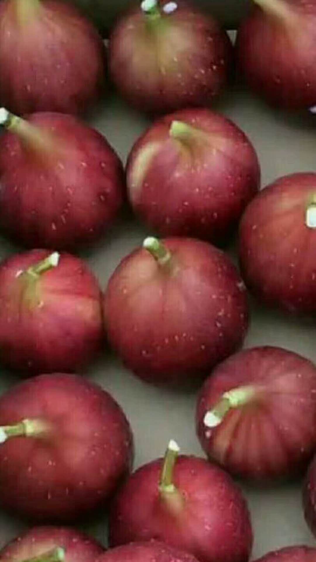 加州黑无花果树苗