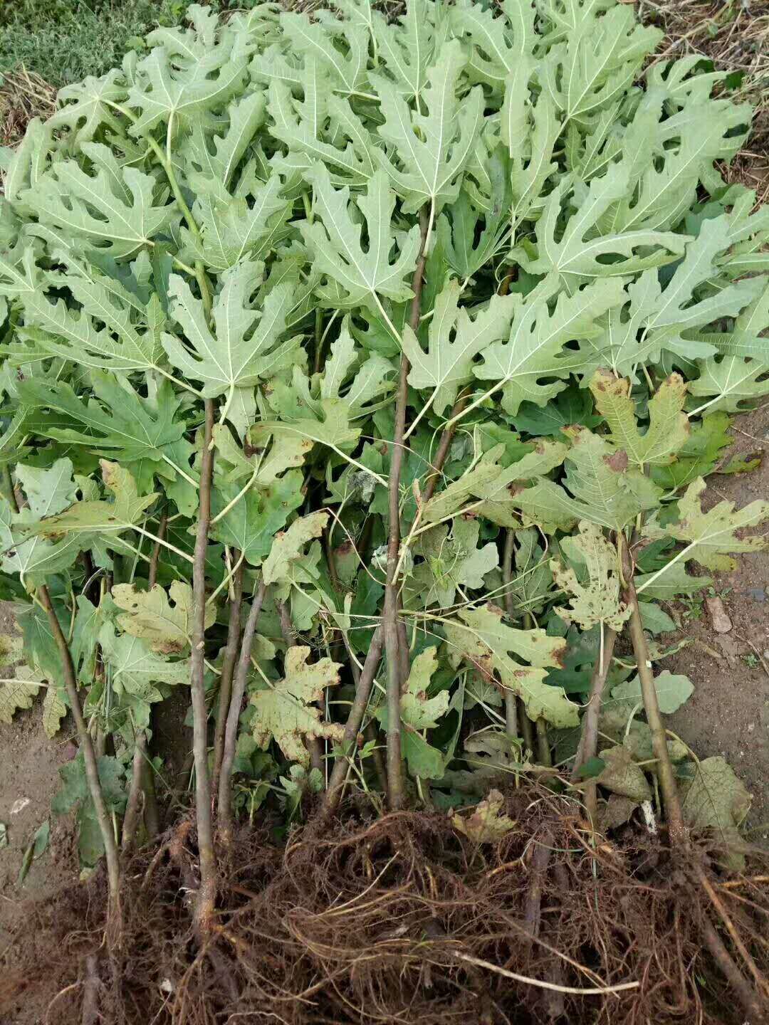 加州黑无花果树苗