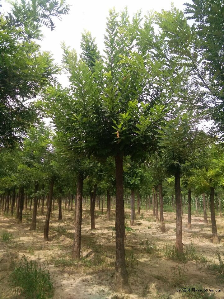 合欢(Albizia julibrissin Durazz.),又名绒花树,夜合欢。豆科、合欢属植物。因昼开夜合故名夜合,合欢是观赏植物。一名“马缨花”。落叶乔木 合欢可用作园景树、行道树、风景区造景 合欢(Albizia julibrissin Durazz.),又名绒花树,夜合欢。豆科、合欢属植物。因昼开夜合故名夜合,合欢是观赏植物。一名“马缨花”。落叶乔木 合欢可用作园景树、行道树、风景区造景