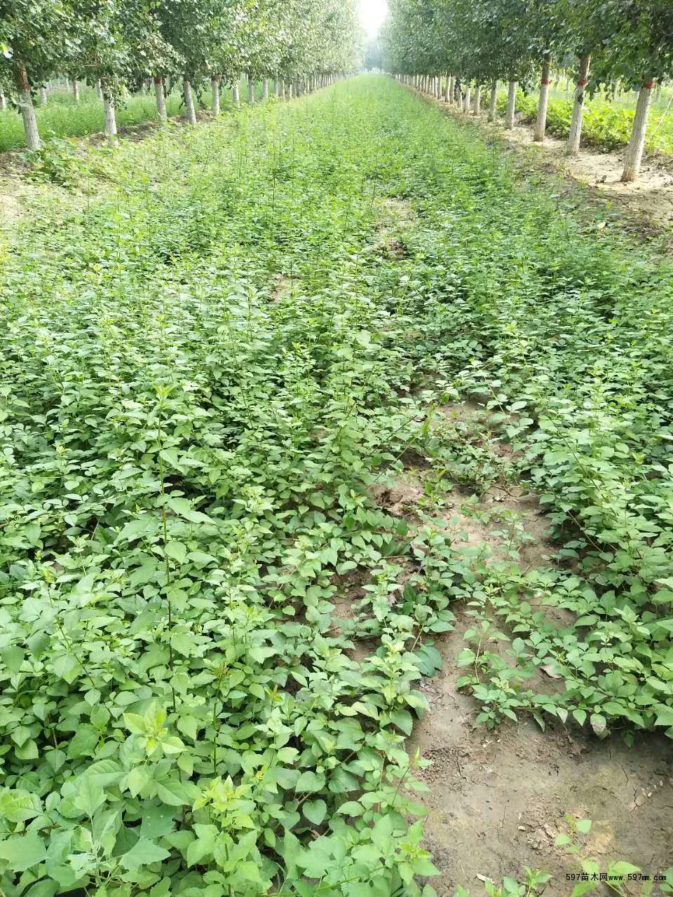 连翘苗价格一亩种植多少株=?? 连翘苗价格一亩种植多少株=??