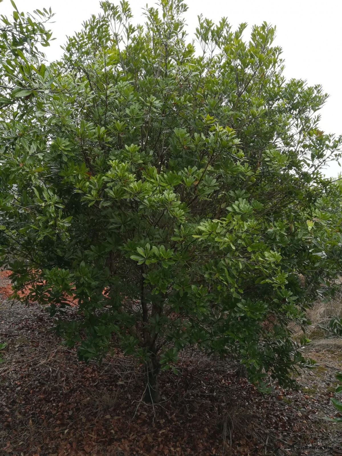 杨梅树 杨梅树