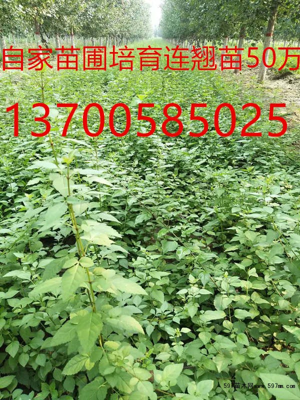 二年连翘苗价格 二年连翘苗价格