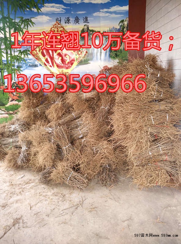 连翘苗价格 连翘苗价格