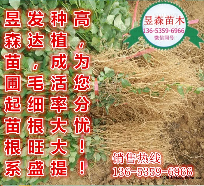 高产连翘 高产连翘