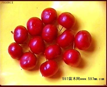 钙果苗果 钙果苗果