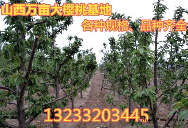 8-12公分樱桃树 8-12公分樱桃树