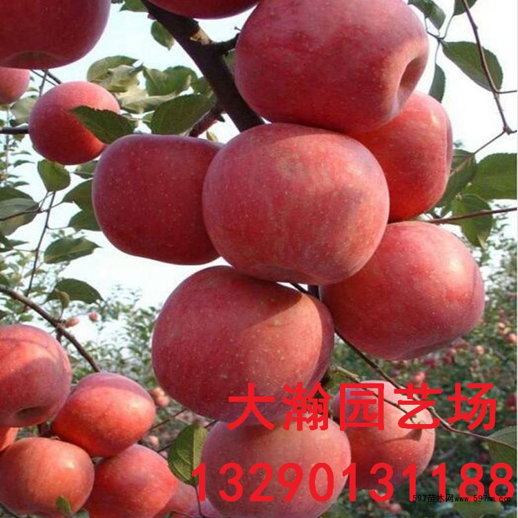 出售苹果苗、出售出售苹果苗、出售苹果苗多少钱一棵