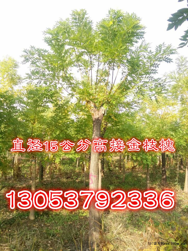 黄金槐,金枝槐,别名金枝国槐,属于国槐的变种之一,是近年来新兴的一个观枝树种。其树茎、枝条均为金黄色,特别是在冬季,这种金黄色更浓、更加艳丽,独具风格,具有很高的观赏价值。 黄金槐,金枝槐,别名金枝国槐,属于国槐的变种之一,是近年来新兴的一个观枝树种。其树茎、枝条均为金黄色,特别是在冬季,这种金黄色更浓、更加艳丽,独具风格,具有很高的观赏价值。