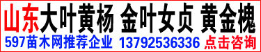 大叶黄杨