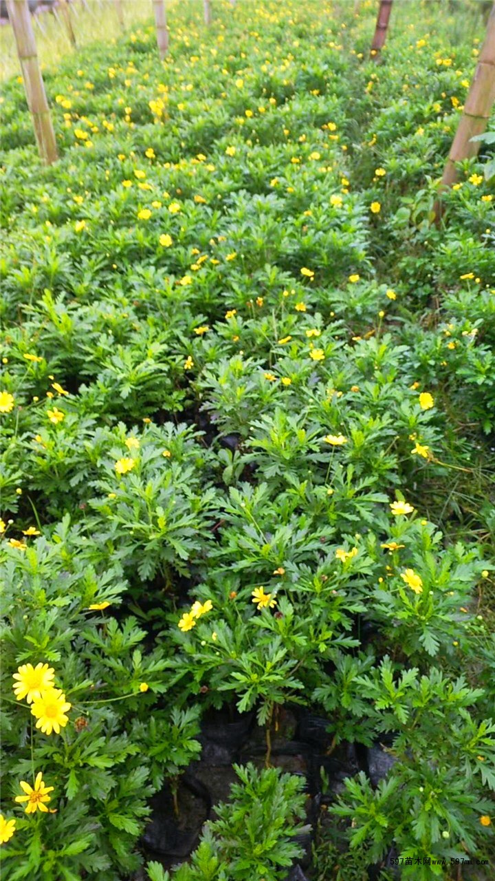 木春菊 木春菊