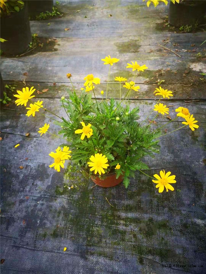 木春菊 木春菊