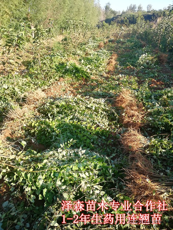 药用连翘苗 药用连翘苗
