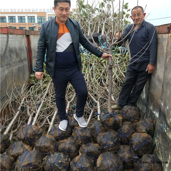 樱桃树 樱桃树