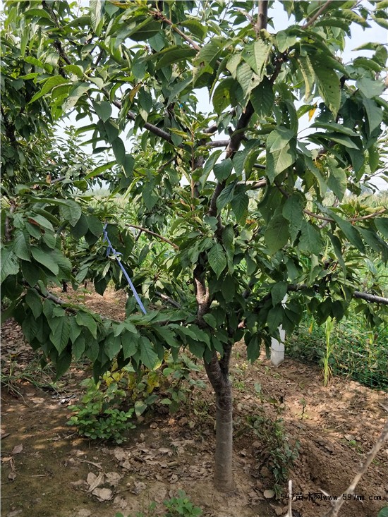 樱桃树 樱桃树