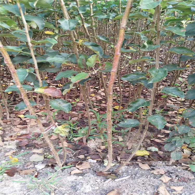 嫁接苹果苗