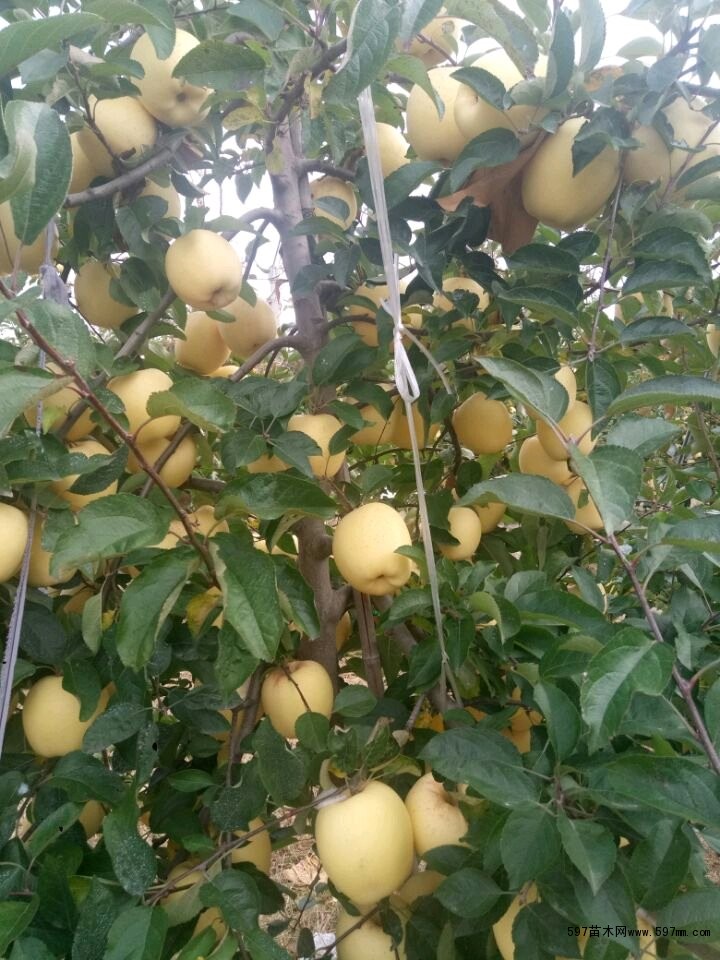 苹果树苗 苹果树苗