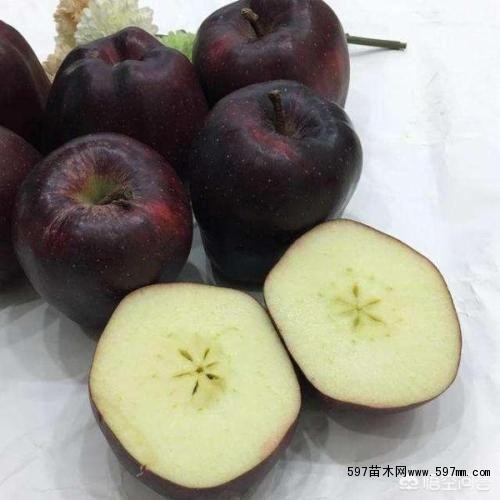苹果树苗 苹果树苗
