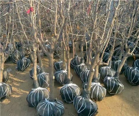 3公分枣树苗价格