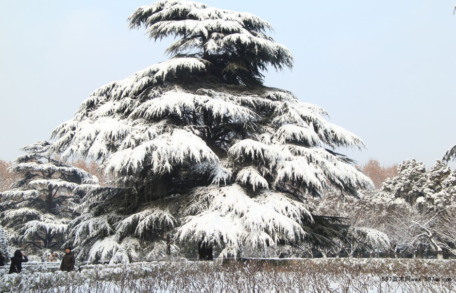 雪松