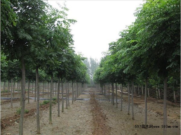 栾树 栾树