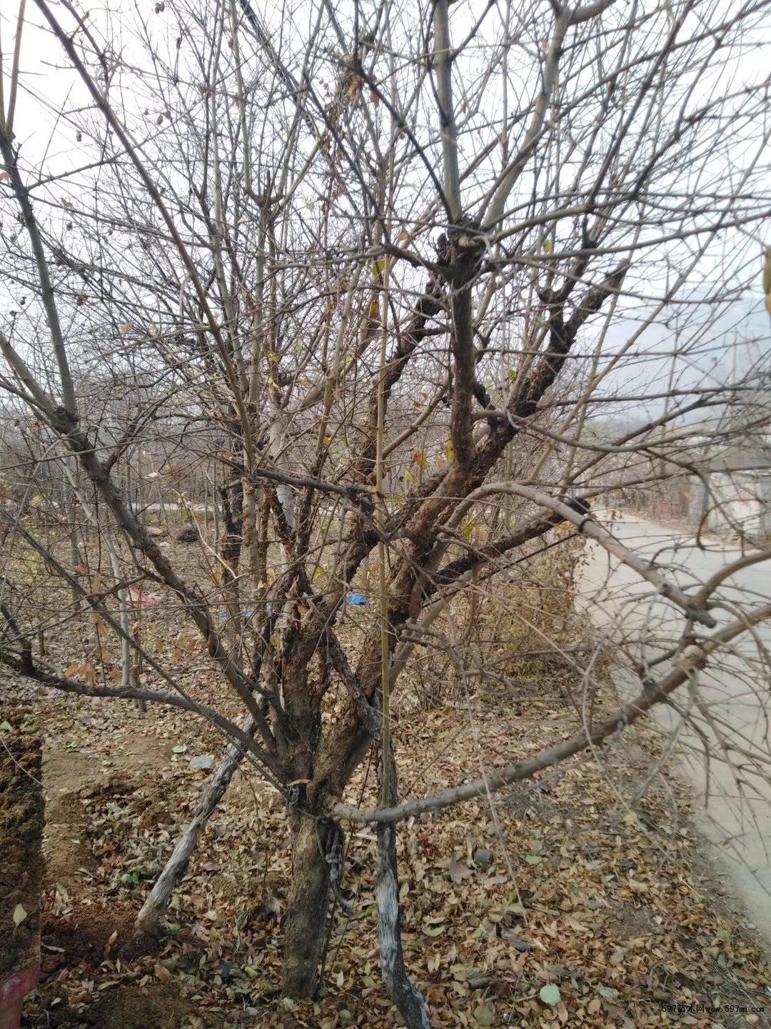 石榴树10公分 石榴树10公分