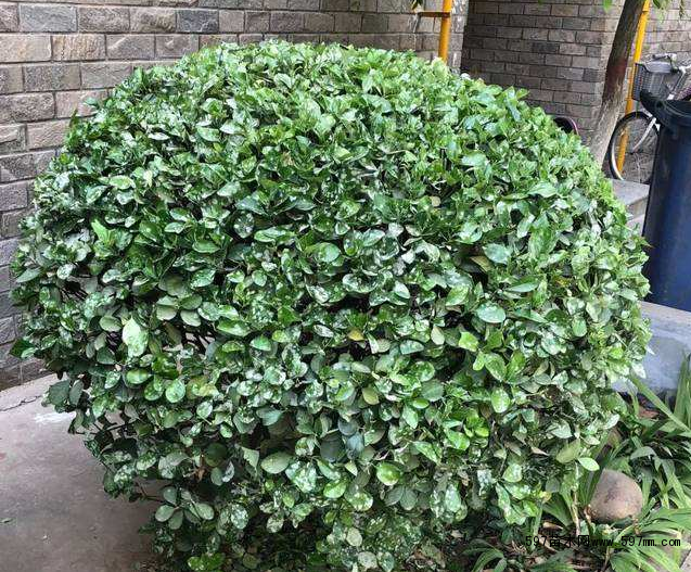 大叶黄杨