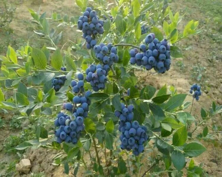薄雾蓝莓苗 供应