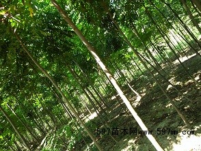 无患子 无患子