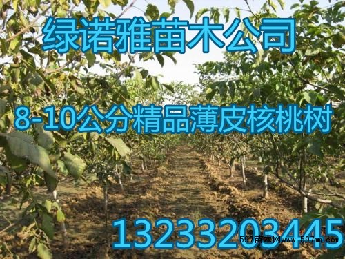 占地核桃树 占地核桃树