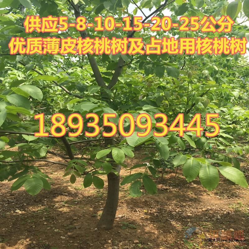占地核桃树 占地核桃树