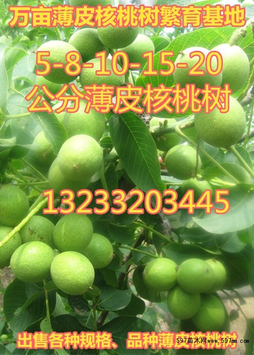 占地核桃树 占地核桃树