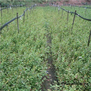 蓝莓苗种植基地 蓝莓苗种植基地