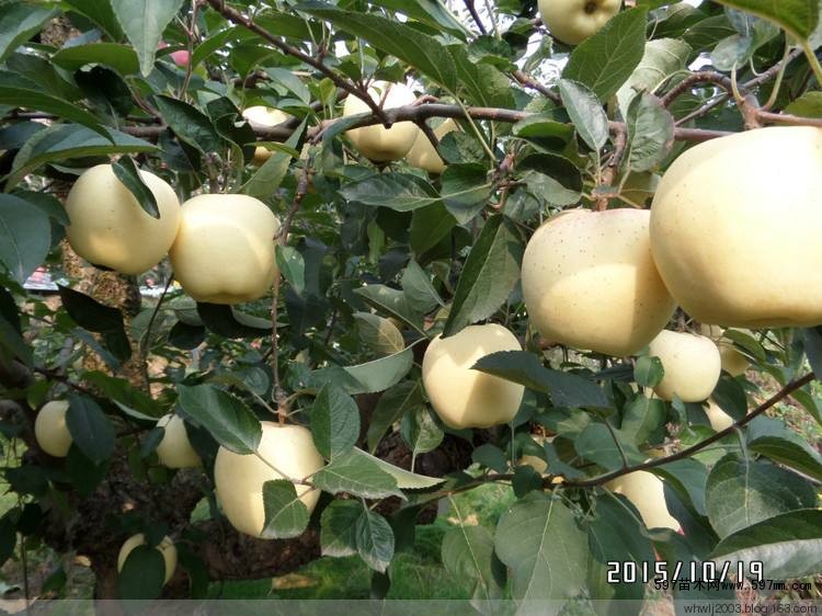 维纳斯黄金苹果苗 维纳斯黄金苹果苗