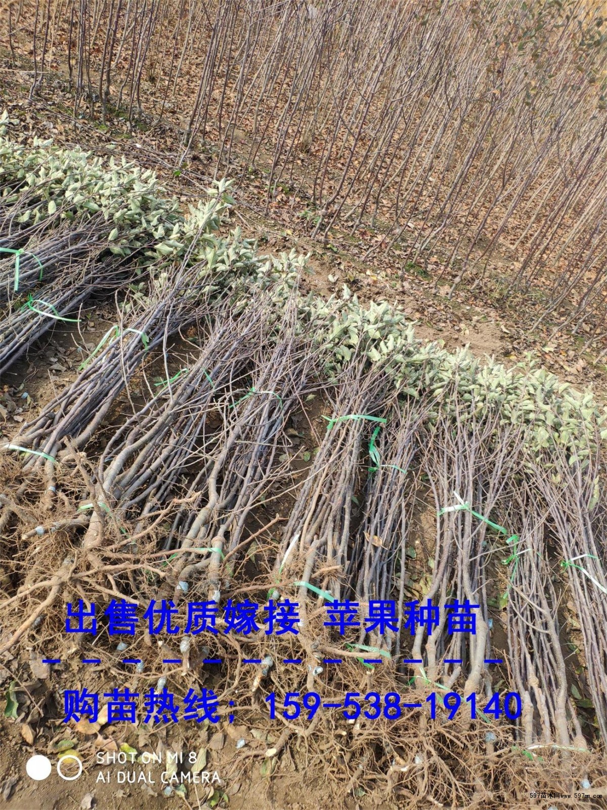矮化苹果苗 矮化苹果苗