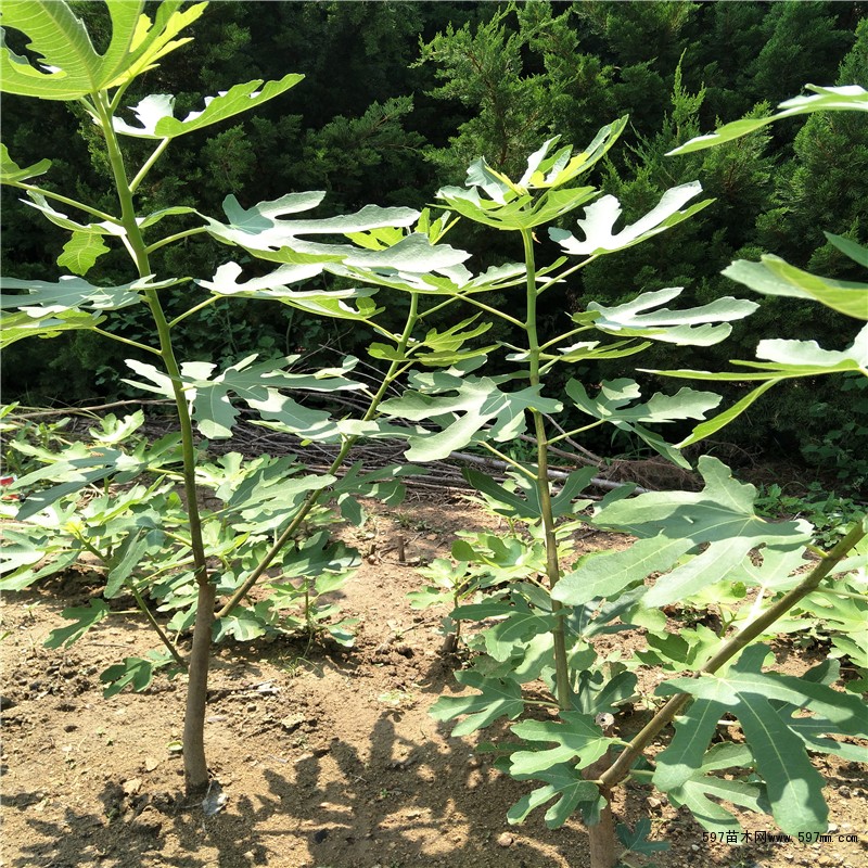 无花果苗 无花果苗