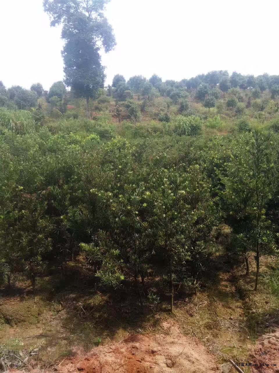 罗汉松 罗汉松