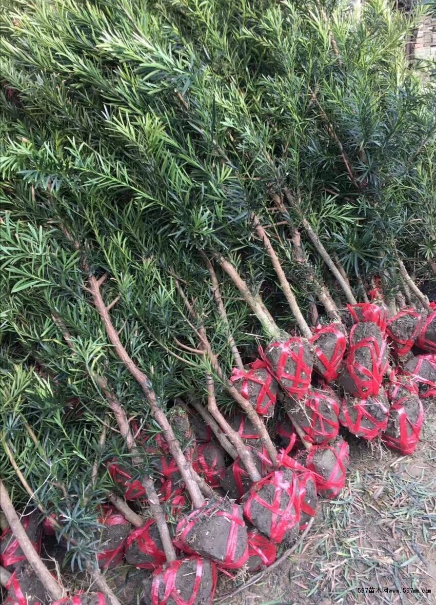 罗汉松 罗汉松
