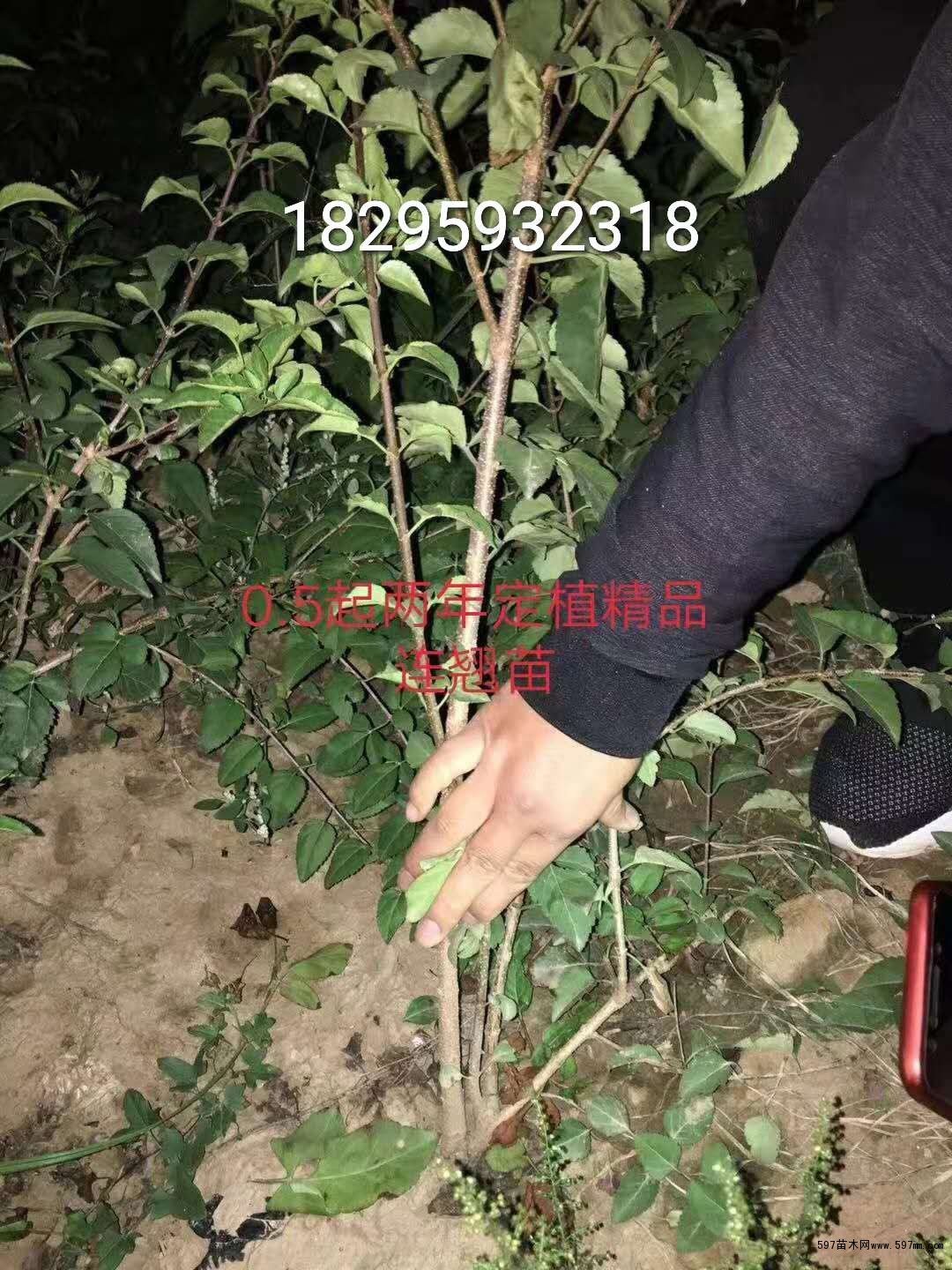 连翘苗 连翘苗