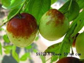 枣树 枣树