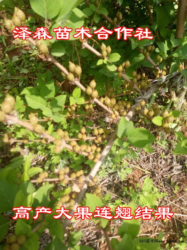 山西连翘苗 山西连翘苗