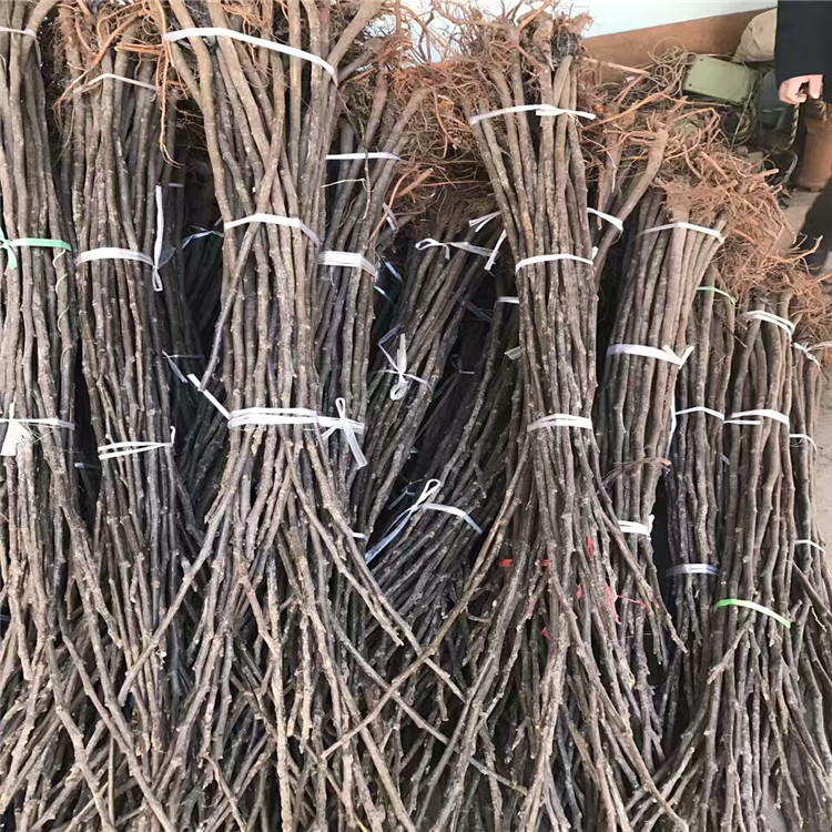 无花果树苗
