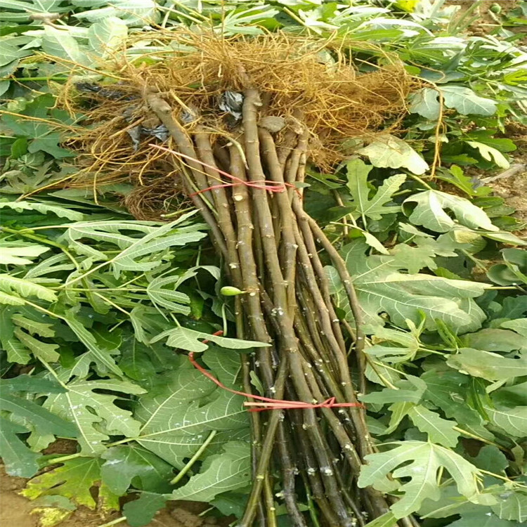 无花果树苗