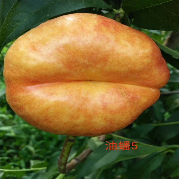 嫁接桃树苗