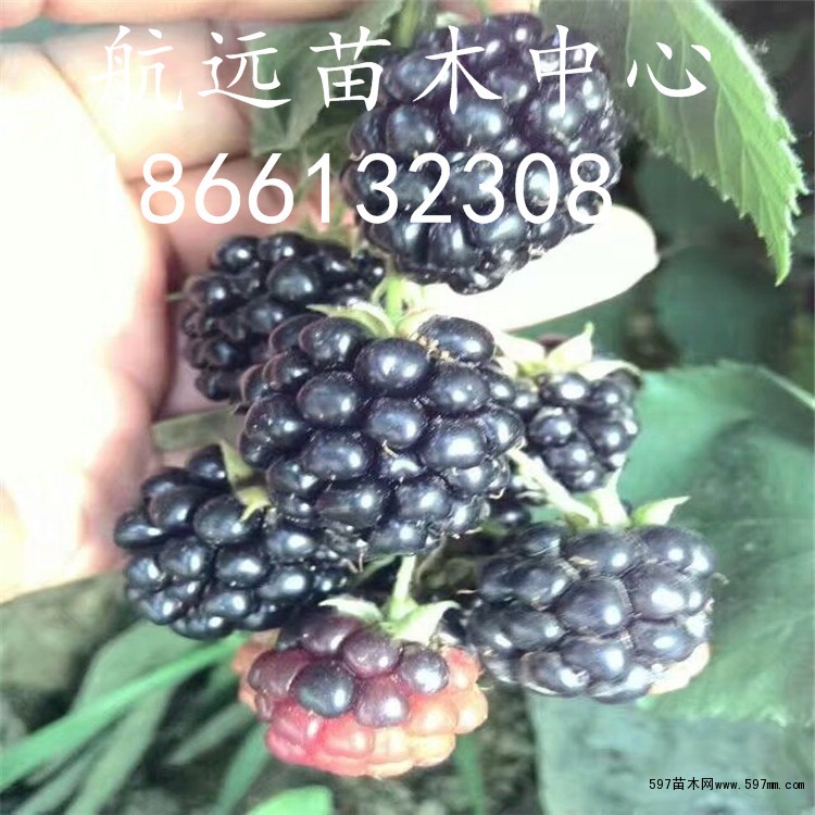 黑树莓 黑树莓