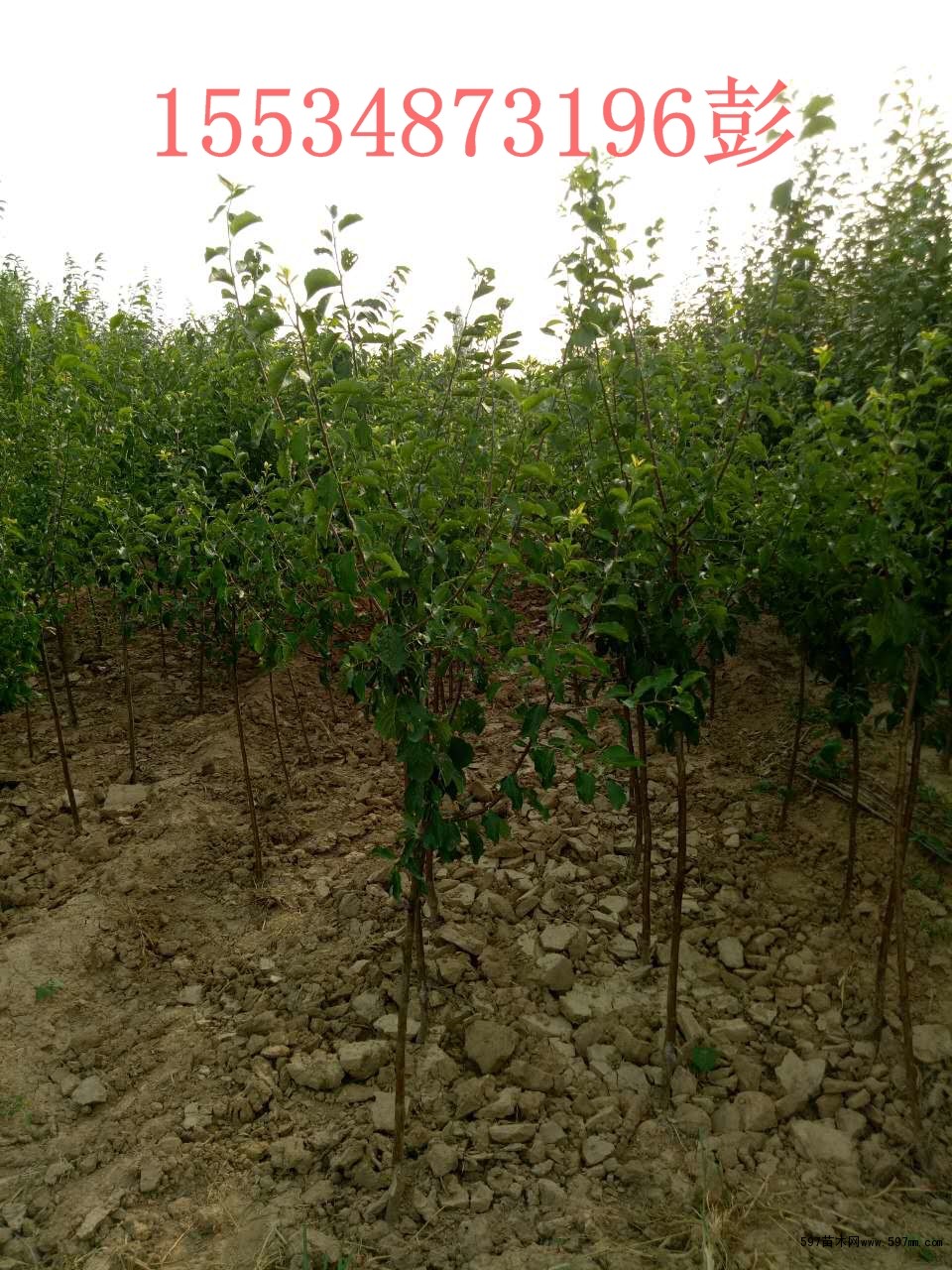 出售3公分苹果树_5公分-8公分-10公分苹果树